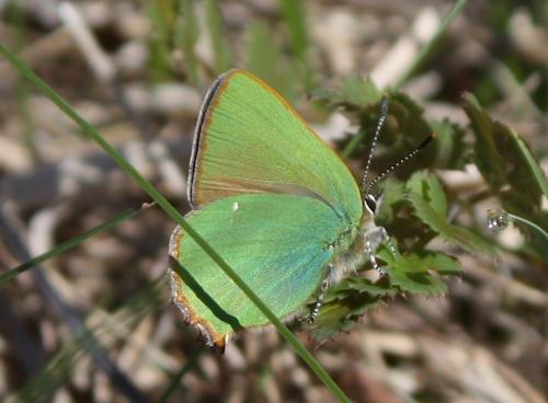 Réf. 206 774 : Callophrys rubi